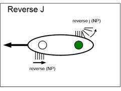 Reverse J stroke graphic.