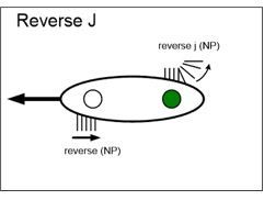 Reverse J stroke graphic.