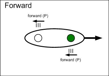 A drawing of a forward stroke.